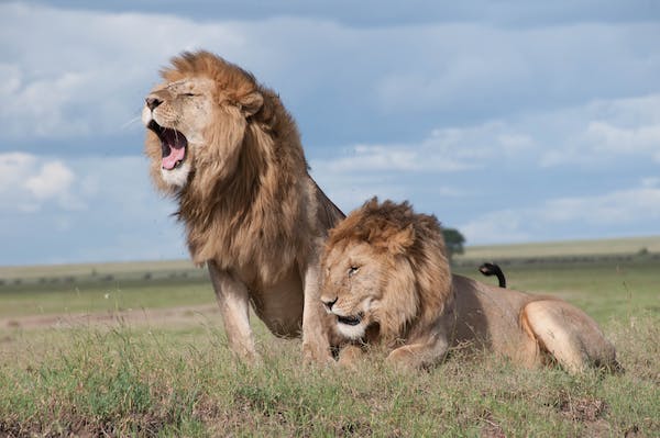 Discover the Untamed Beauty of the Maasai Mara: A Kenyan Safari Adventure